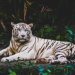 animal1