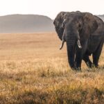animal13