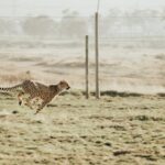 animal6