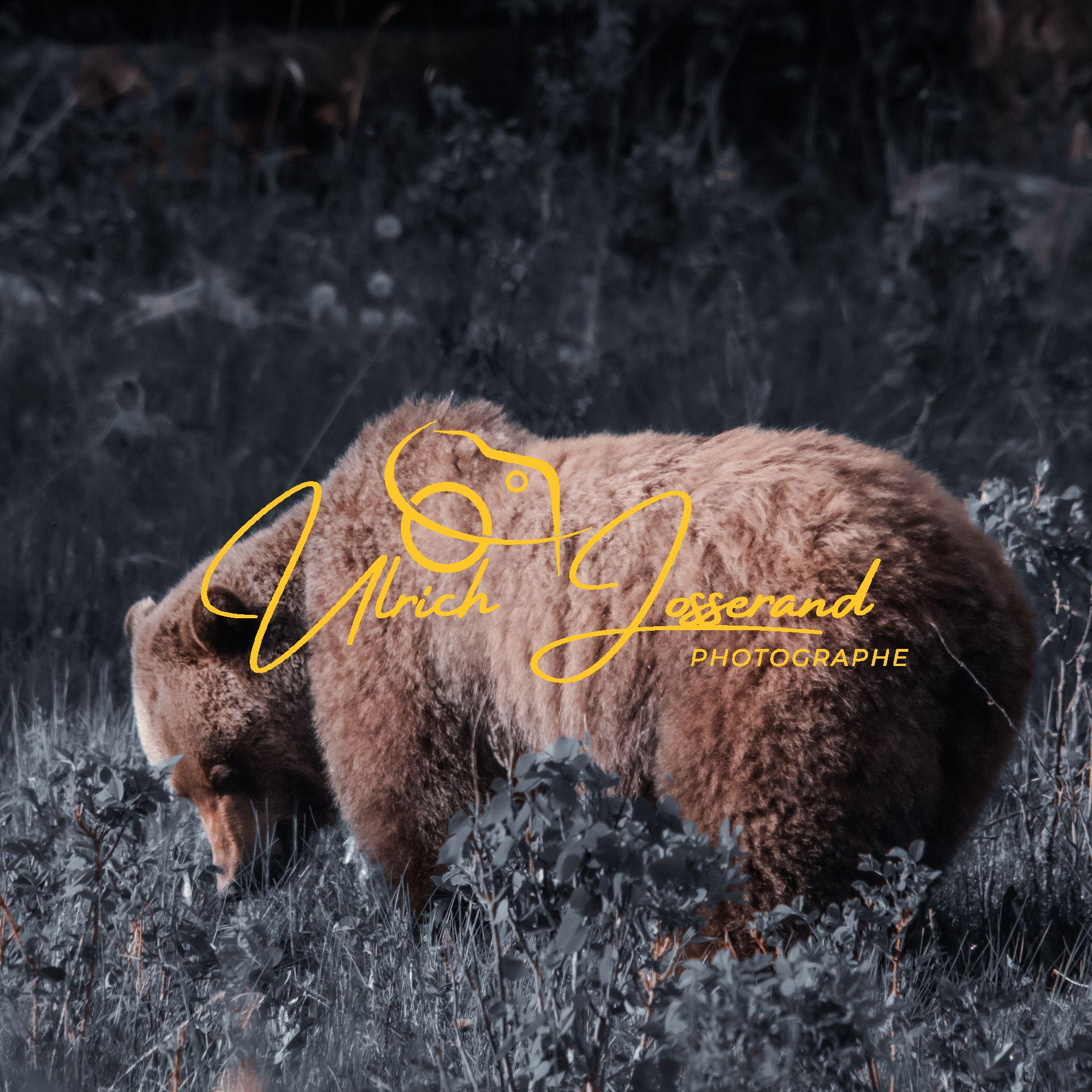 Grizzly renifleur Grizzly renifleur