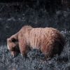 Grizzly renifleur (1)