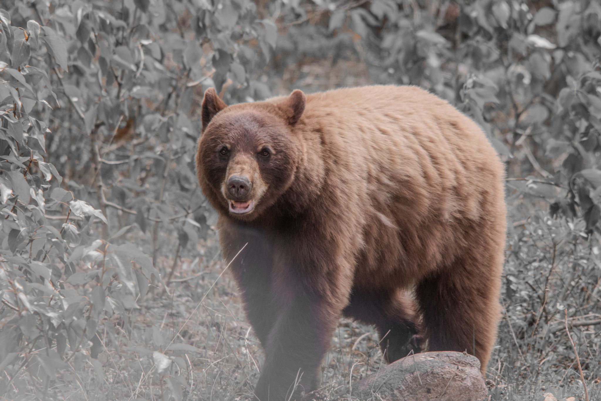 Grizzly Grizzly